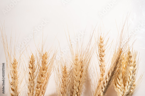 Sefas of wheat isolated on white background