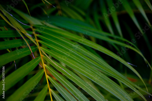 Palm Leaves with black background © MiekoPhoto