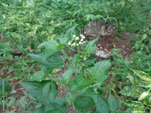 Bandotan (Ageratum conyzoides) is a type of agricultural weed belonging to the Asteraceae tribe. This plant is used to against dysentery and diarrhea, insecticide and nematicide.