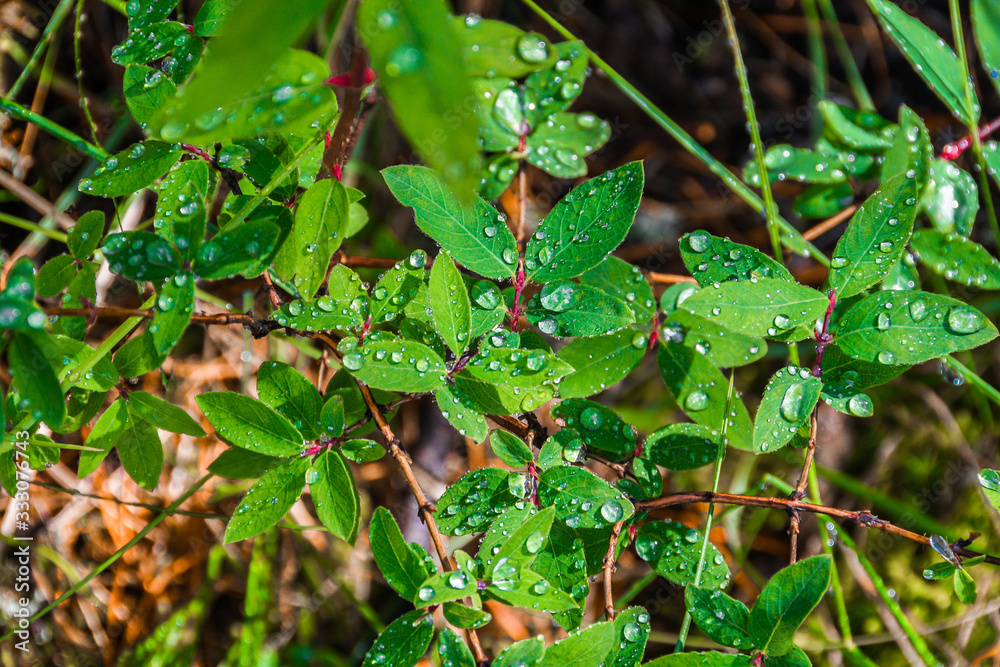 dew drops on green leaves in early morning, rain in summer forest dew drops on green leaves in early morning, rain in summer forest