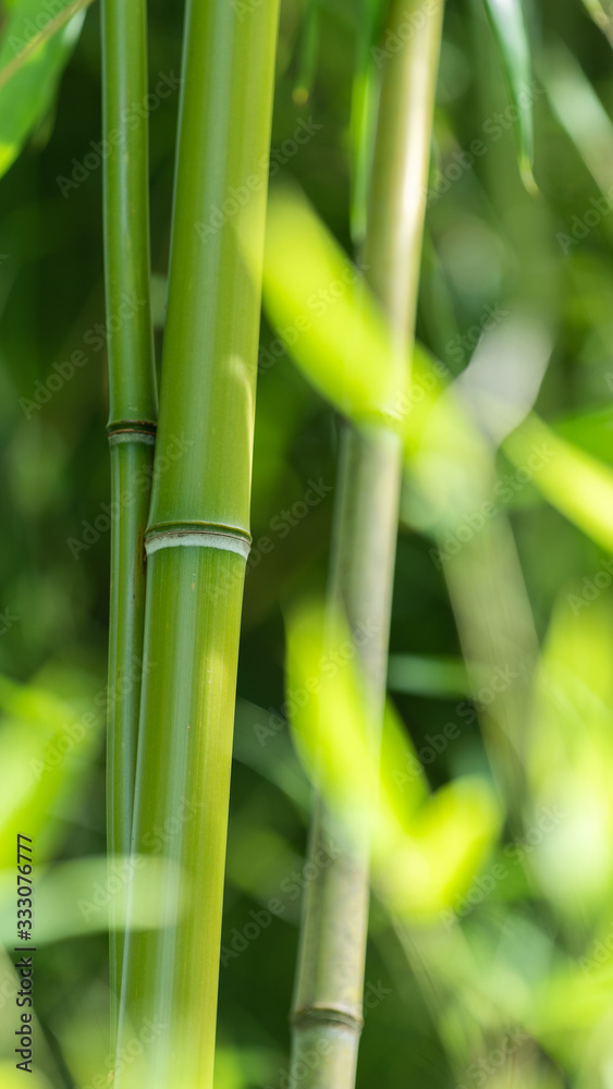Obraz premium Closeup of green bamboo in the bamboo grove