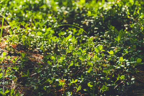 dense thickets of bushes, green leaves of plants and grass as background