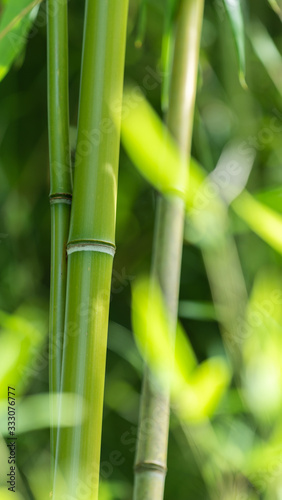 Closeup of green bamboo in the bamboo grove