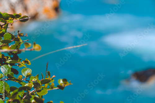 green tree on background of water surface of lake or river