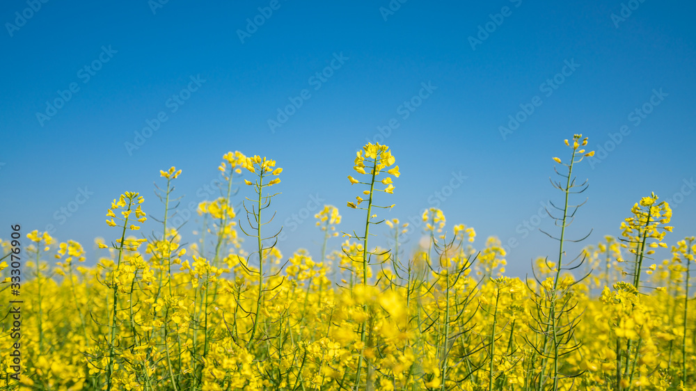 Canola flowers under clear blue sky, blooming golden canola flowers Canola flowers under clear blue sky, blooming golden canola flowers