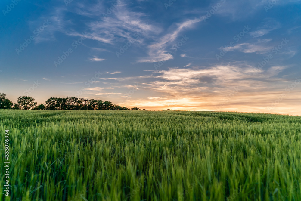 Green wheat fields under beautifuld sky at sunset