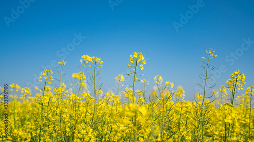 Canola flowers under clear blue sky, blooming golden canola flowers photo