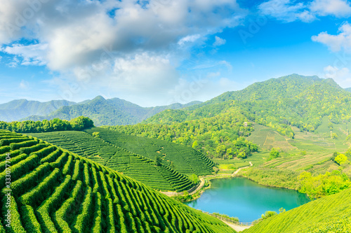 Green tea mountain on a sunny day tea plantation natural background.
