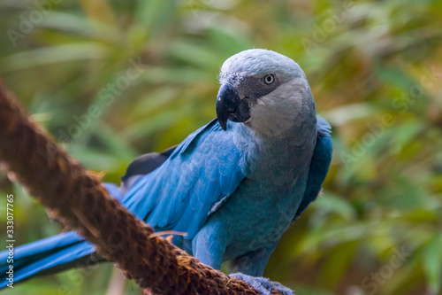 The Spix's macaw is a macaw native to Brazil. The bird is a medium-size parrot. The IUCN regard the Spix's macaw as probably extinct in the wild. Its last known stronghold in the wild was in Brazil. photo