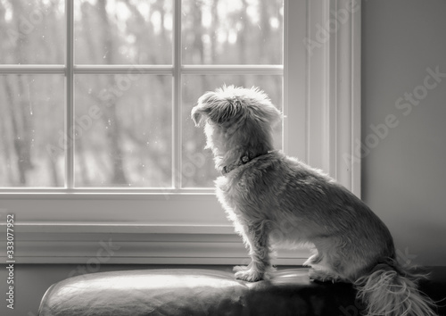 Dog looking out window lonely