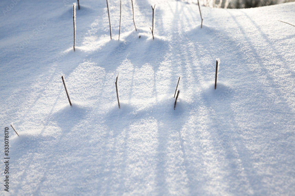 frozen plants frozen plants