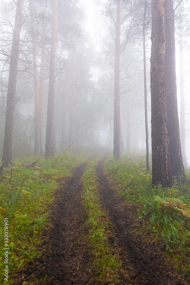 Obraz premium thick misterious fog in forest, mystical dirt road in haze, smoke from fire forest