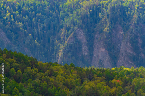 green carpet of trees on hillside, dense coniferous forest as background