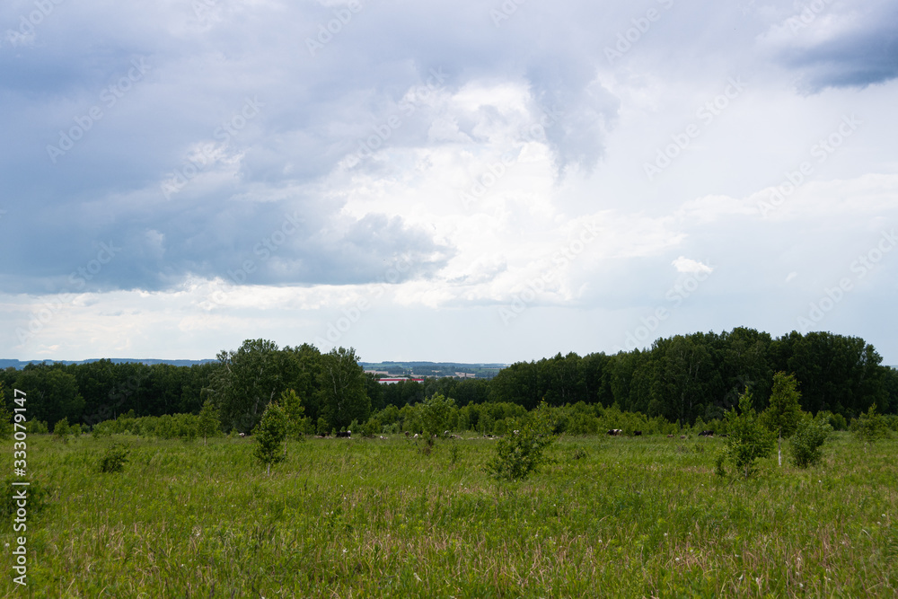 Fototapeta premium green meadow, pasture with strip of forest on horizon under clouds