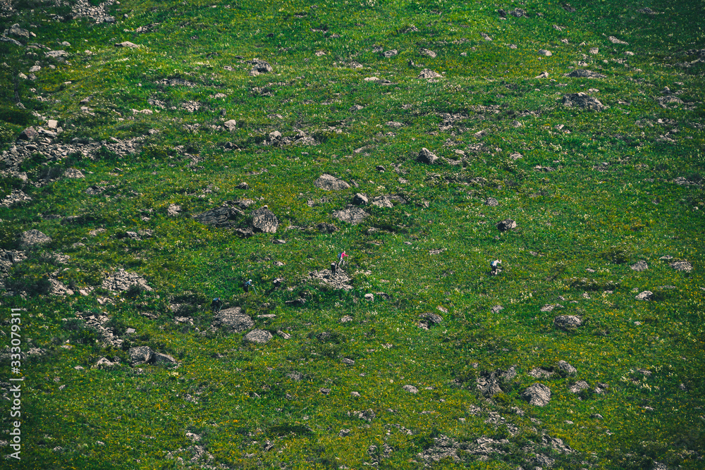 slope of hill with green grass and few boulders, mountain pasture for animals slope of hill with green grass and few boulders, mountain pasture for animals