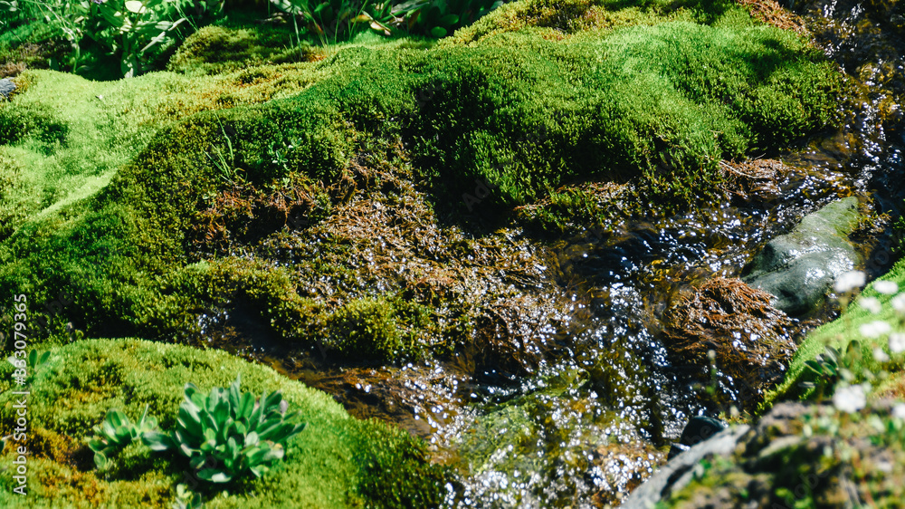 hillside covered with moss and green vegetation, spring plants in swamp hillside covered with moss and green vegetation, spring plants in swamp