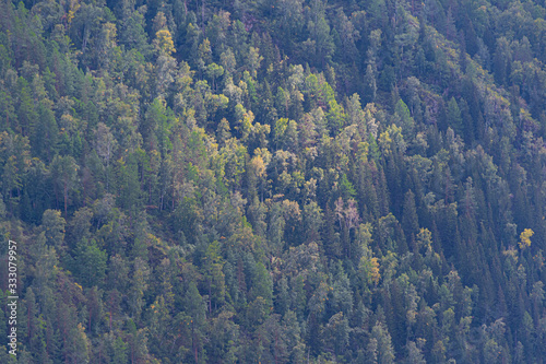green carpet of trees on hillside, dense coniferous forest as background