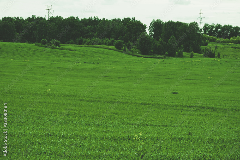 green meadow for grazing, pasture and field for plants green meadow for grazing, pasture and field for plants