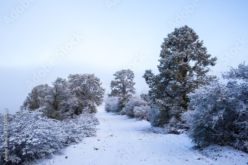 winter landscape with snow covered road and trees