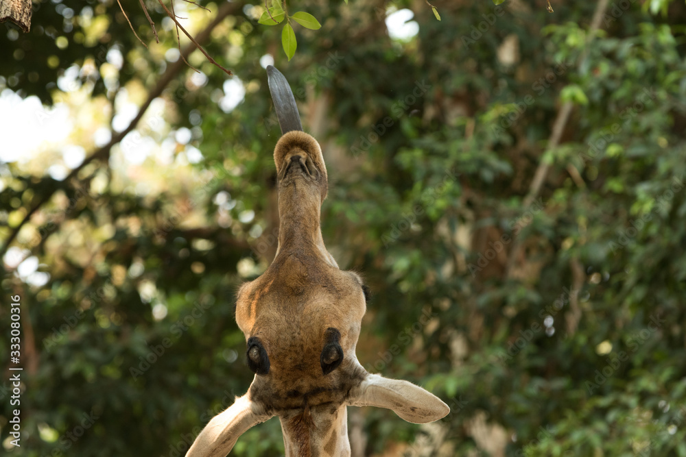 giraffe in zoo giraffe in zoo