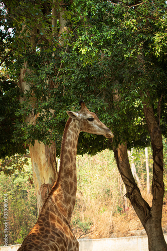 giraffe in zoo © Champ