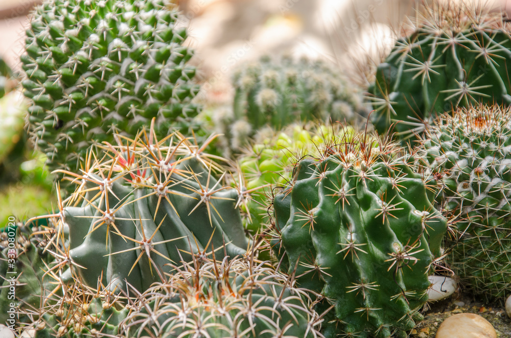 Beautiful green cacti with sharp thorns in garden Beautiful green cacti with sharp thorns in garden