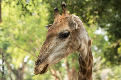 giraffe in the zoo © Champ