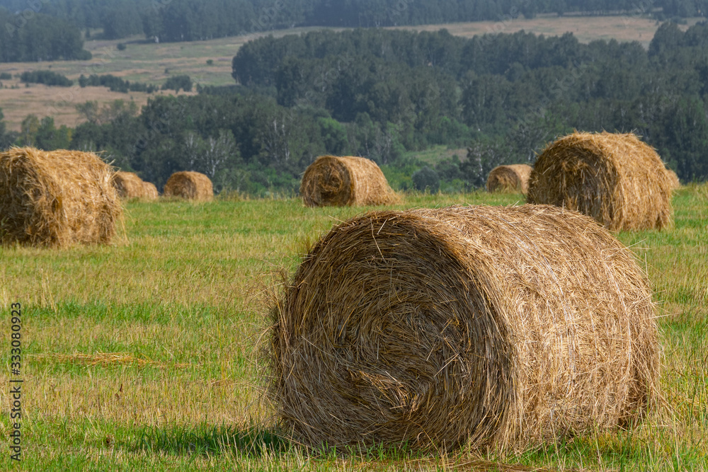 dry hay rolls for cattle feed, grass harvesting for cows, harvesting wheat and oats in field