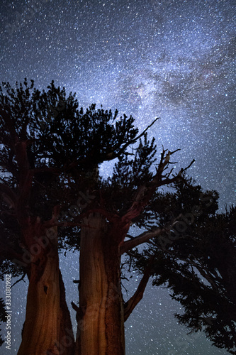 Milky Way above Silhouette Twisted Pine Tree