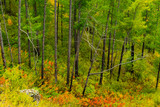 grove of conifers on hillside, hiking in  forest of larch, tourist trip to nature