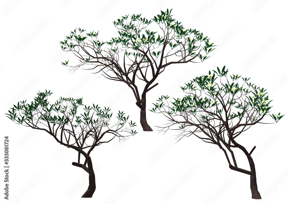 tree isolated on white background tree isolated on white background