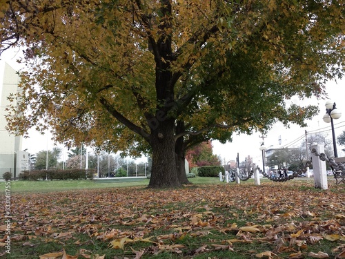 autumn in the park
