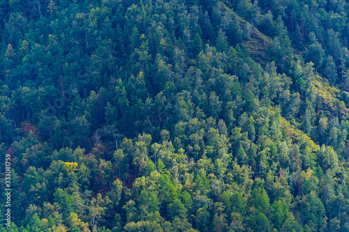 green carpet of trees on hillside, dense coniferous forest as background