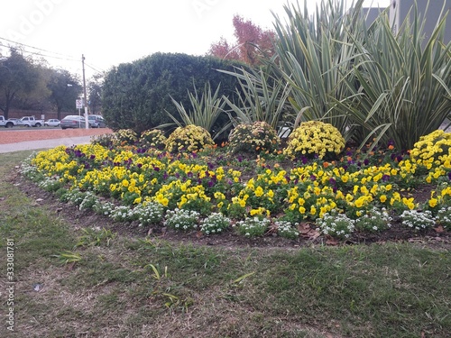 flowers