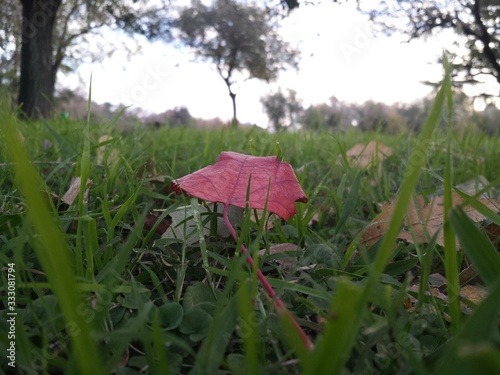 Tree leaf