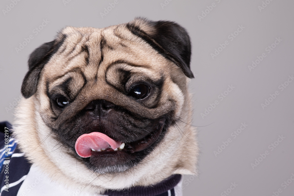 Cute dog pug breed standing and making funny or serious face feeling happiness and cheerful,ฺBeautiful Purebred dog and healthy dog,Isolated on white background,Dog friendly Concept