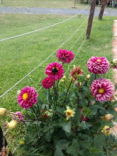 Flowers