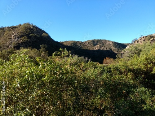 landscape with tree and mountains