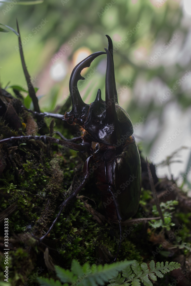 Obraz premium insect in the e plant
