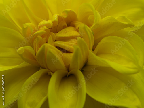 closeup of yellow flower © Juardi