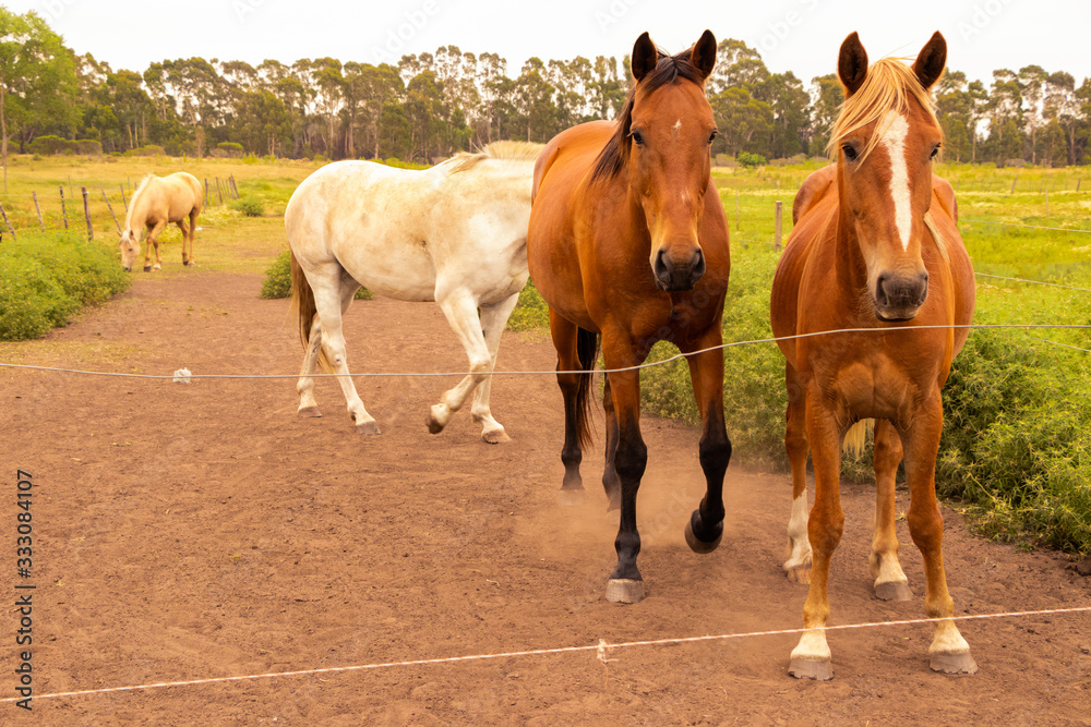 Fototapeta premium Caballos en el campo