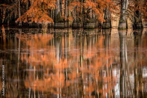 reflection of trees in water