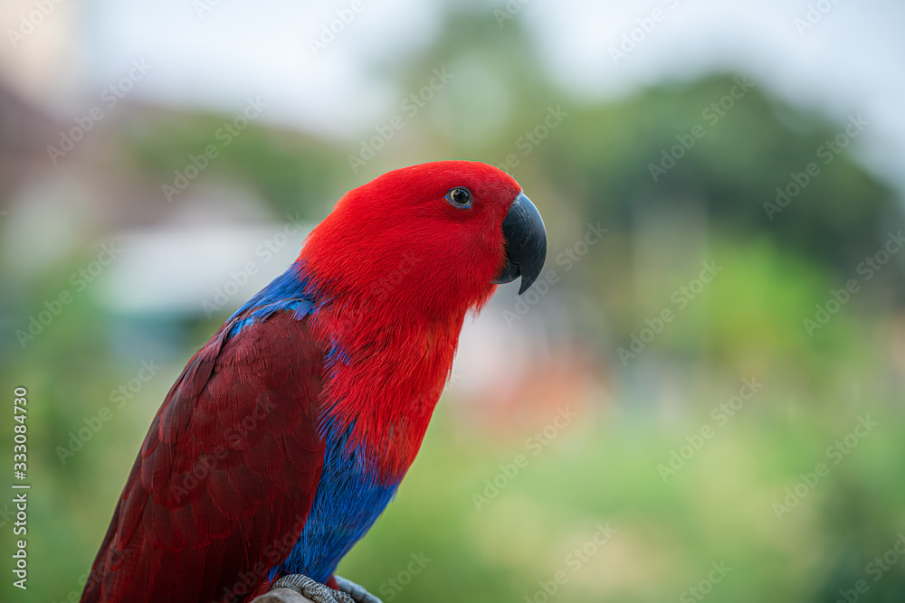 Portrait beautiful colorful Eclectus Parrot with blur nature background.