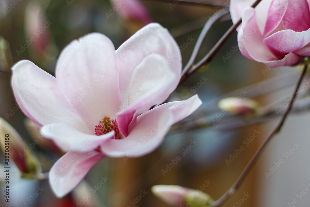 Fototapeta premium Pink blooming magnolia flowers close-up, spring background.