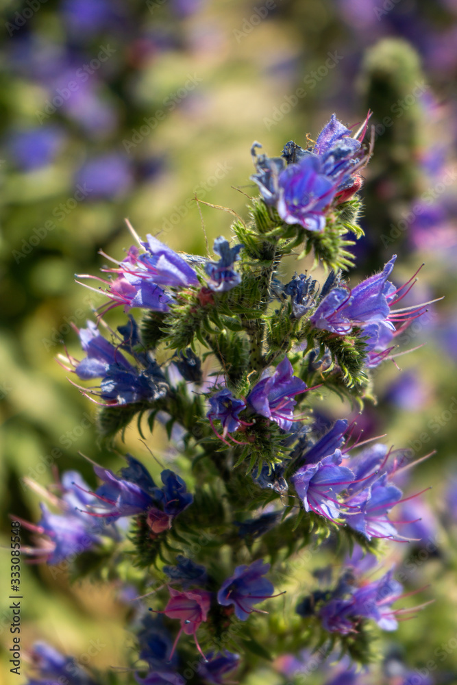 Obraz premium Mount John Flower 2