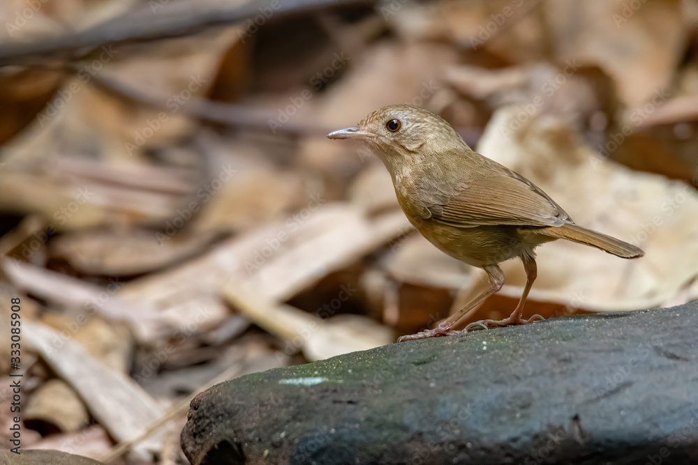 Fototapeta premium Buff-breasted Babbler perching on a rock looking into a distance