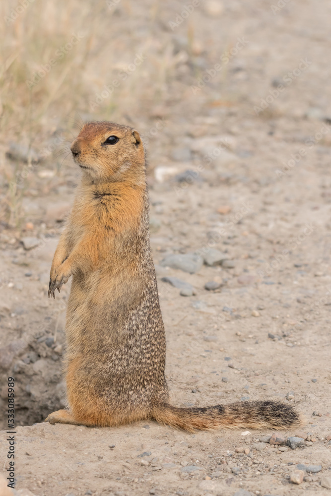 Portrait of an adult American gopher sitting on the ground Portrait of an adult American gopher sitting on the ground