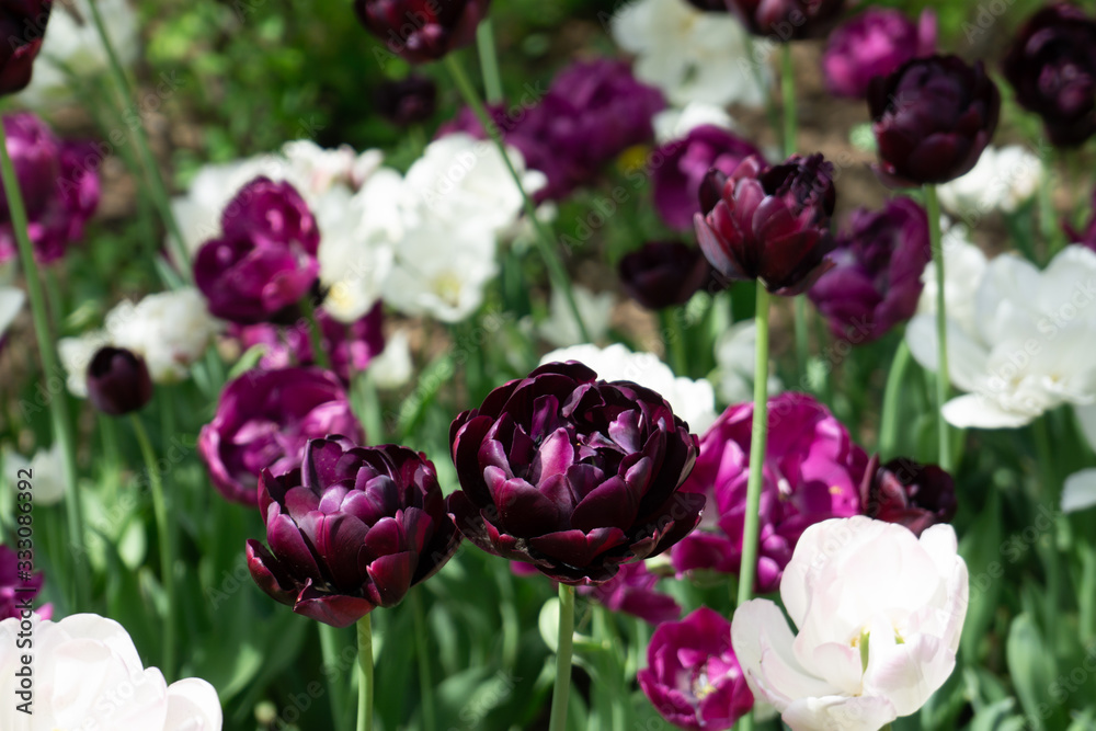Tulip Festival 6 Tulip Festival 6