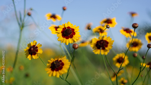 Field of beautiful yellow and brown pretty petals of Cosmos flower blossom on blurred green leaves and small bud in a garden under blue sky