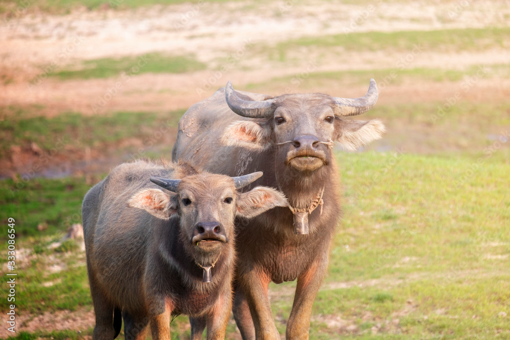 Obraz premium Baby buffalo buffalo on green grass and looking at camera